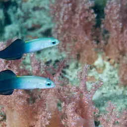 Scissortail Dartfish