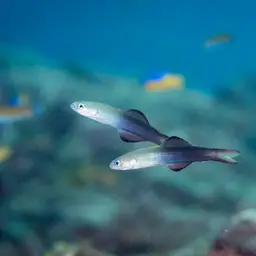Scissortail Dartfish, photo 2