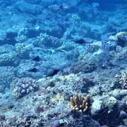 Scissortail Dartfish, photo 3