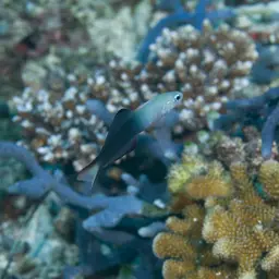 Scissortail Dartfish, photo 4