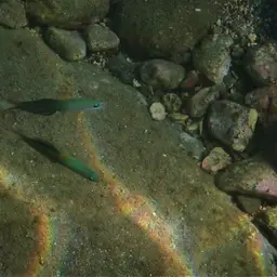 Scissortail Dartfish, photo 5
