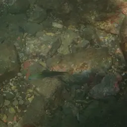 Scissortail Dartfish, photo 6