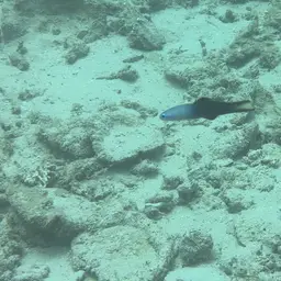 Scissortail Dartfish, photo 7