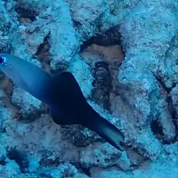 Scissortail Dartfish, photo 8