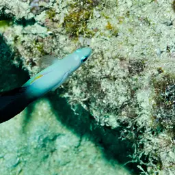 Scissortail Dartfish, photo 9