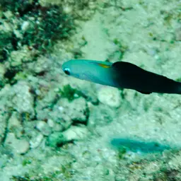 Scissortail Dartfish, photo 10