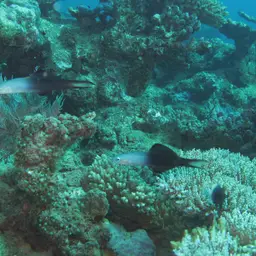 Scissortail Dartfish, photo 11