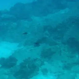 Scissortail Dartfish, photo 12