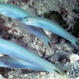 Indigo Dartfish