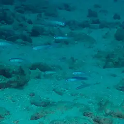 Indigo Dartfish, photo 2