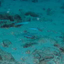 Indigo Dartfish, photo 3