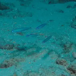 Indigo Dartfish, photo 4
