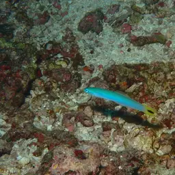 Indigo Dartfish, photo 5