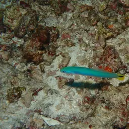 Indigo Dartfish, photo 6