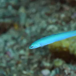 Indigo Dartfish, photo 7