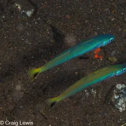 Indigo Dartfish, photo 8