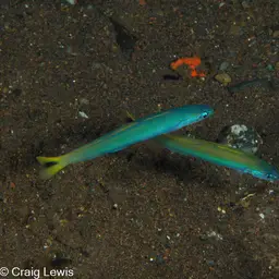 Indigo Dartfish, photo 9