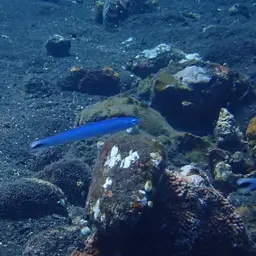 Indigo Dartfish, photo 10