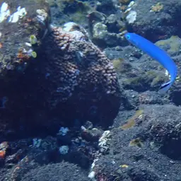 Indigo Dartfish, photo 11