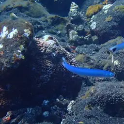 Indigo Dartfish, photo 12