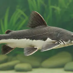 Granulated Catfish, photo 1