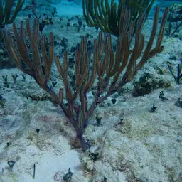Angular Sea Whip
