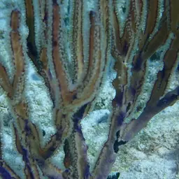 Angular Sea Whip, photo 2