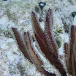 Angular Sea Whip, photo 3