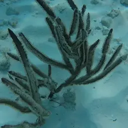 Angular Sea Whip, photo 4