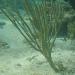 Angular Sea Whip, photo 5