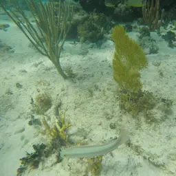 Angular Sea Whip, photo 6