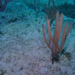 Angular Sea Whip, photo 7