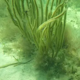 Angular Sea Whip, photo 8