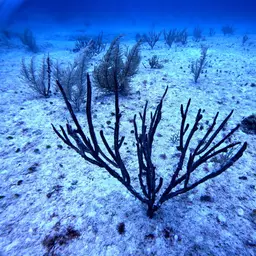 Angular Sea Whip, photo 9