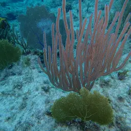 Angular Sea Whip, photo 10