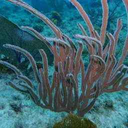 Angular Sea Whip, photo 11
