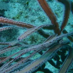 Angular Sea Whip, photo 12