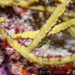 Yellow Ribbon, photo 8