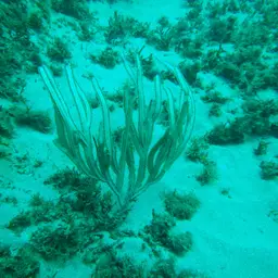 Grooved-blade Sea Whip, photo 1
