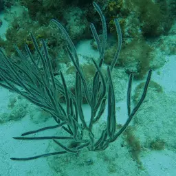 Grooved-blade Sea Whip, photo 2