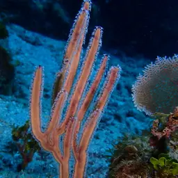 Grooved-blade Sea Whip, photo 3