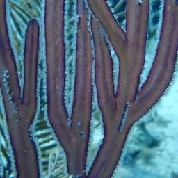 Grooved-blade Sea Whip, photo 4