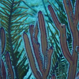 Grooved-blade Sea Whip, photo 5