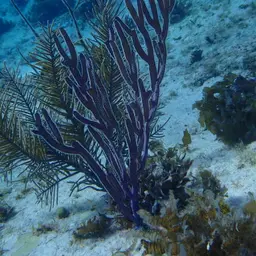 Grooved-blade Sea Whip, photo 6
