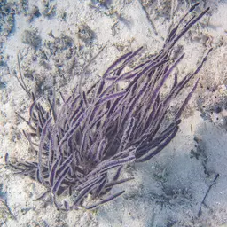 Grooved-blade Sea Whip, photo 7