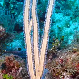 Grooved-blade Sea Whip, photo 8