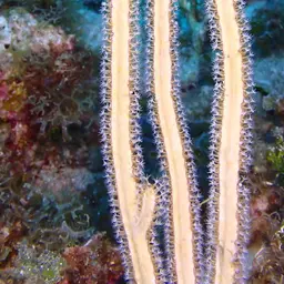 Grooved-blade Sea Whip, photo 9