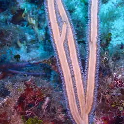 Grooved-blade Sea Whip, photo 10