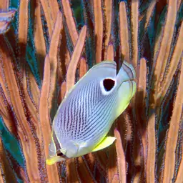 Grooved-blade Sea Whip, photo 11
