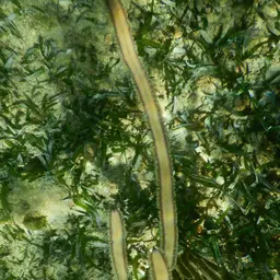 Grooved-blade Sea Whip, photo 12